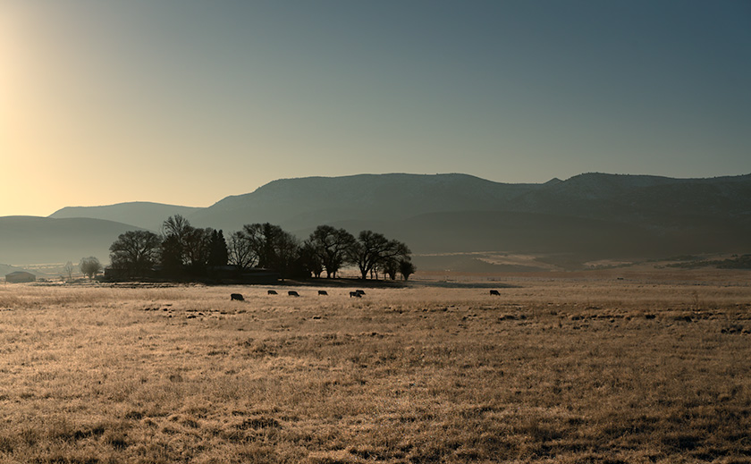 Cattle grazing in a field with frost under cottonwood trees at sunrise in Peeples Valley, Arizona
