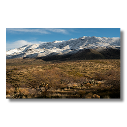 Snow-capped peaks of the Weaver Mountains in the background with desert vegetation in the foreground on a sunny morning.