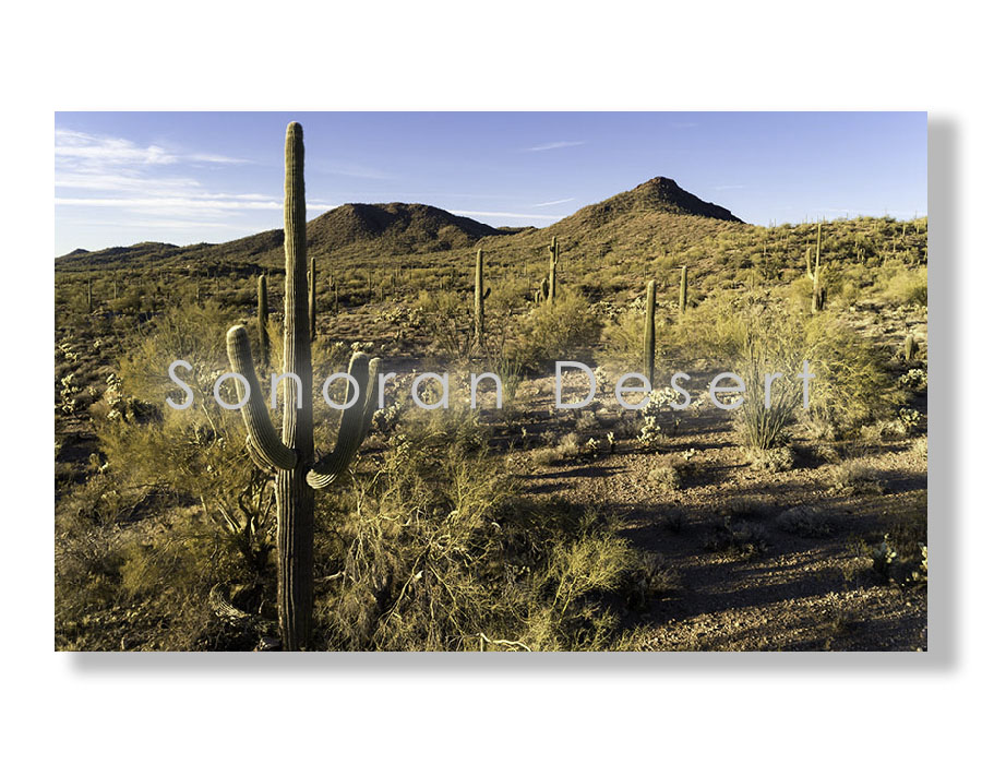 Sonoran Deserts