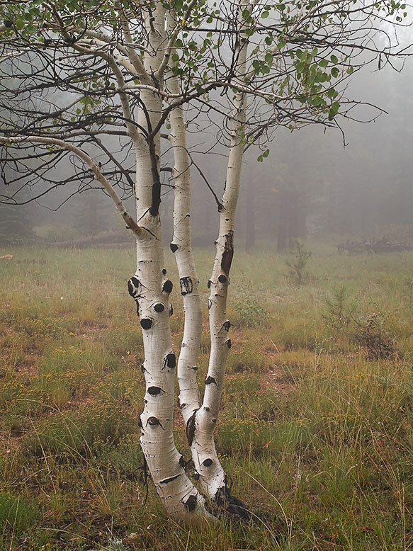 A young aspen tree in fog along the Arizona trail on the North Rim of the Grand Canyon.