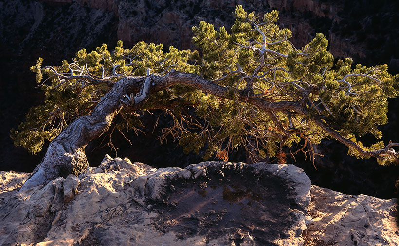 An old juniper grows precariously at the edge of the canyon's south rim at sunrise.