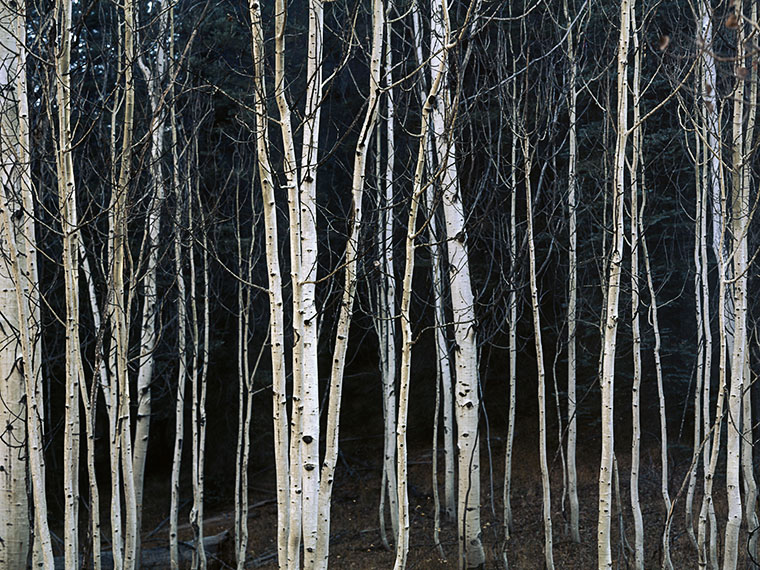 An aspen grove takes on a somber mood as smoke from a fire filters through it.