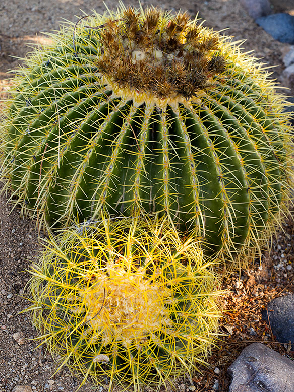 A barrel cactus with offshoot in Congress, Arizona.