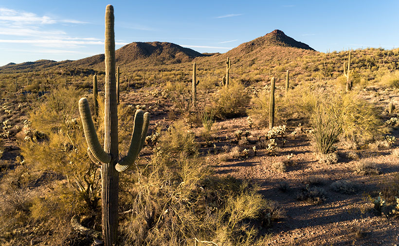 A well developed saguaro grows along the tallis slope in the Blue Tank Wash near Wickenburg, Arizona..
