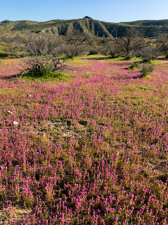 A field of purple owl's clover near the Hassayampa Box Canyon outside of Wickenburg, Arizona.