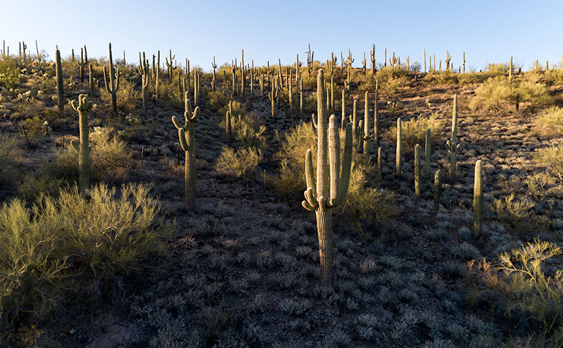 A nice arrangement of saguaro in the evening sun near Wickenburg, Arizona.