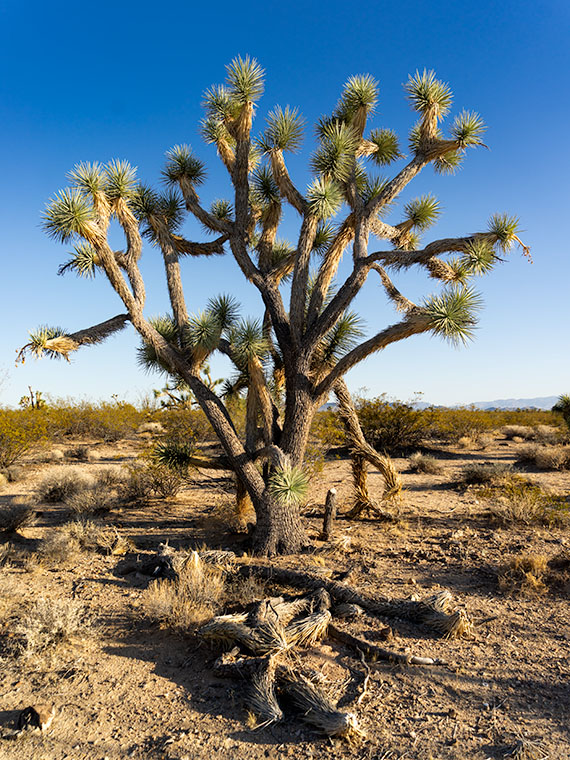 During the summer's heat, joshua trees shed unnecessary leaves.