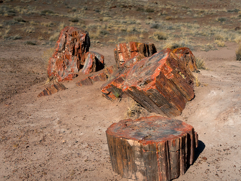 Several large pieces of petrified wood clustered together in Petrified Forest's agate section