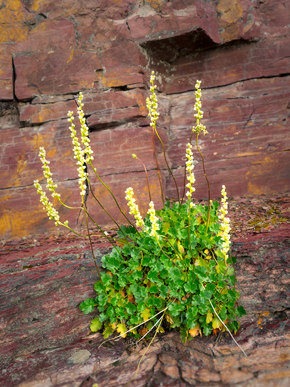 Yellow-flowered rockmat plant blooming from red shale rock in Glacier National Park, surrounded by alpine textures and greenery