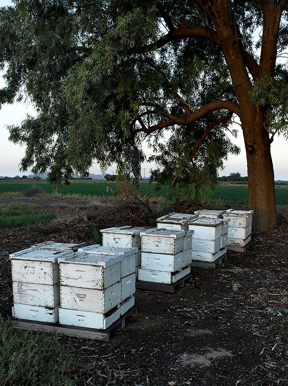 Bee hives stashed under eucalyptus trees pollinate alfalfa fields in Buckeye, Arizona.