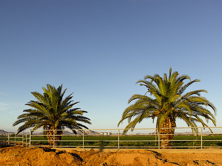 Date palms adorn the edge of a cotton field in Buckeye, Arizona