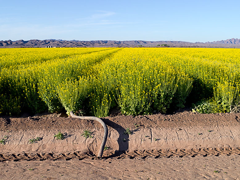 Photograph of a mustard field near Welton, Arizona taken by Jim Witkowski.
