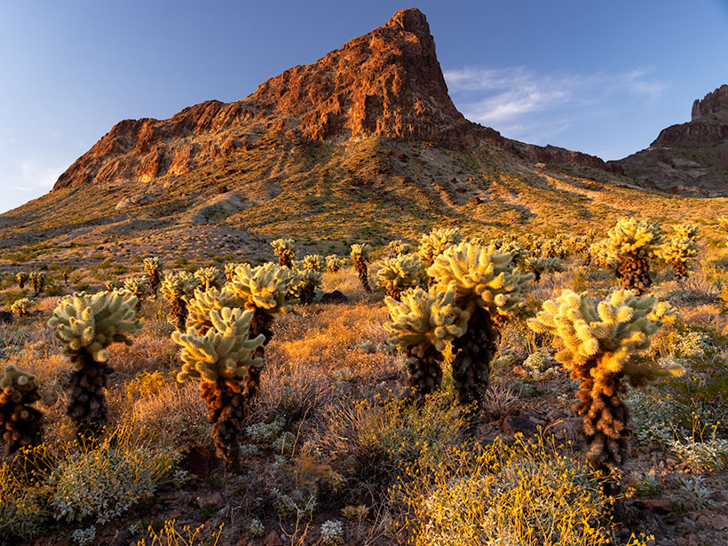 A golden sunset illuminates Warm Springs Cholla with McHeffy Butte in the background.
