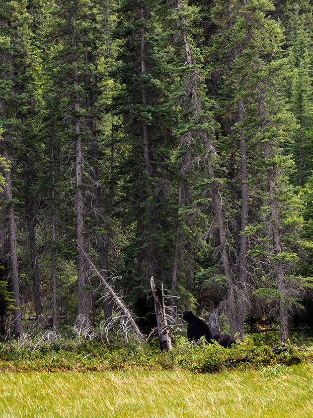 Two black bears along the road side.