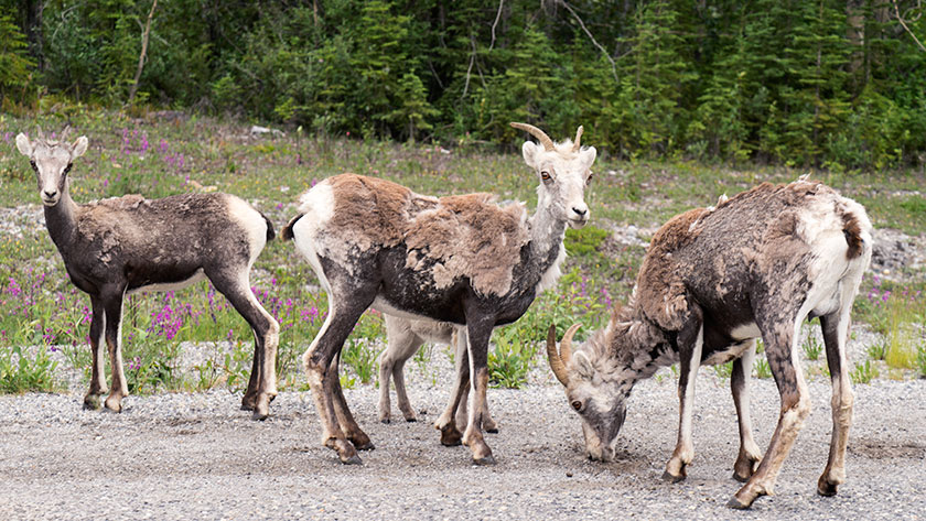 Stone Sheep On The Road