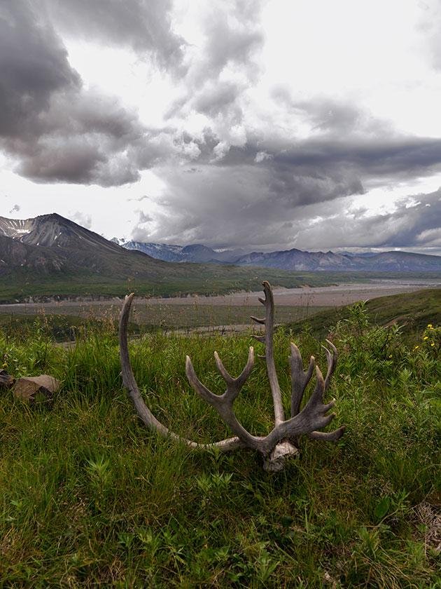 Carabou Antlers