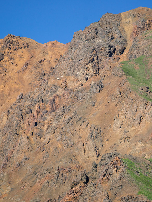 Dall Sheep On Igloo Canyon