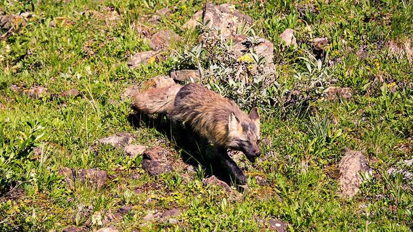 Fox in the Field.