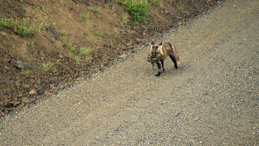 Fox With Tonight's Dinner