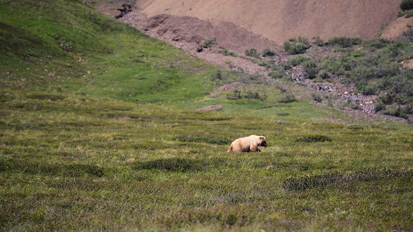 Grizzly Sow