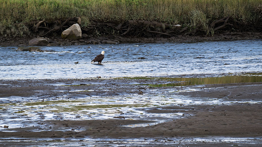 Ninilchik Eagle