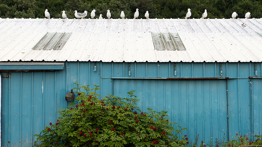Roof Gulls