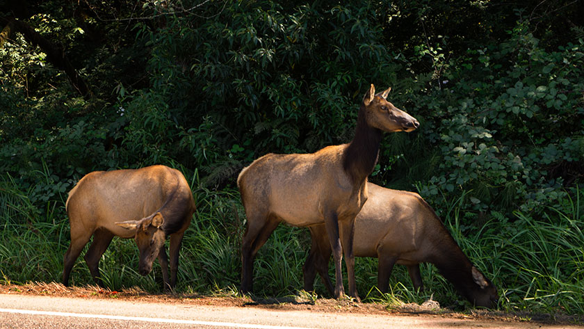 Elk Along The Highway