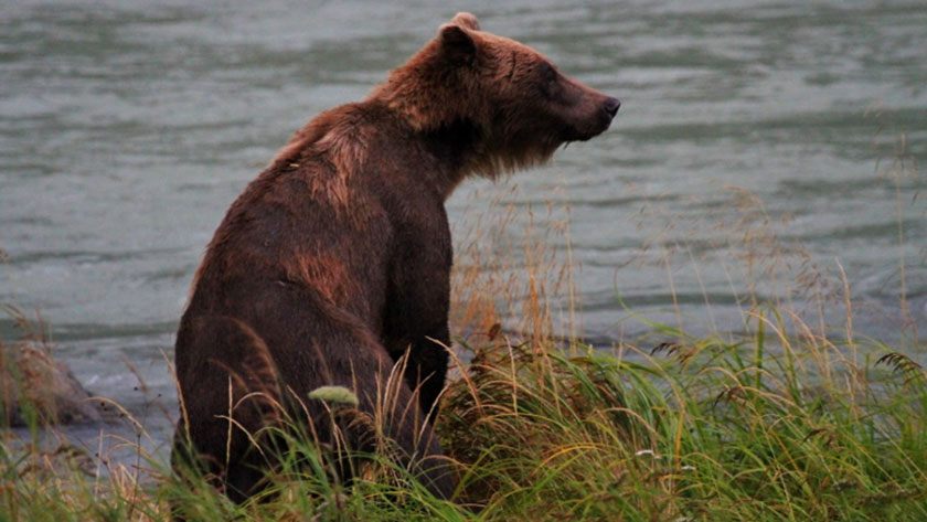 This is the Grizzly sow that made Fred give up his fly rod and grab his camera. She had two cubs with her, and a mama grizzly with cubs is not to be taken lightly. 