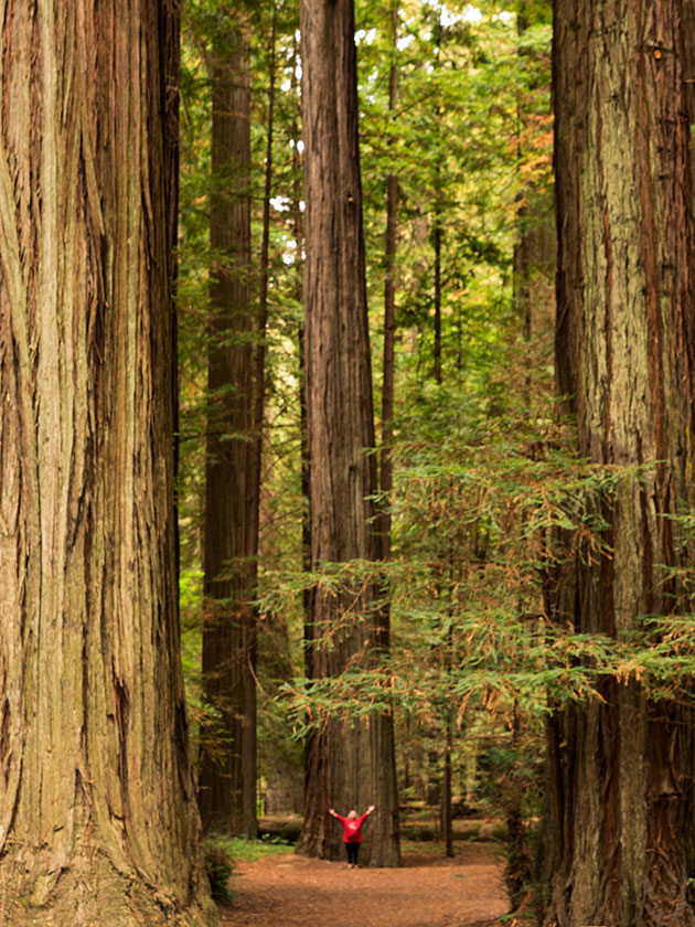 Anne Lost in the Redwoods