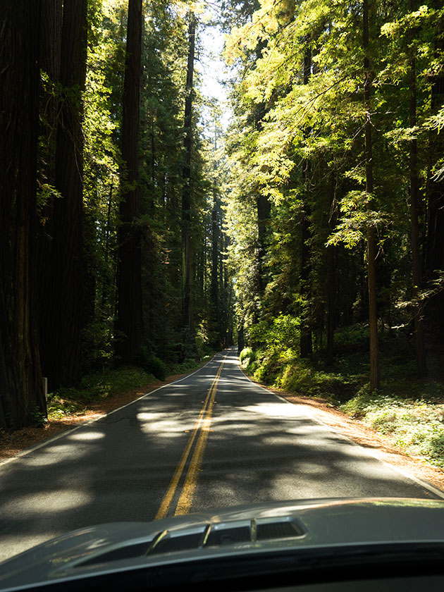 Avenue of the Giants