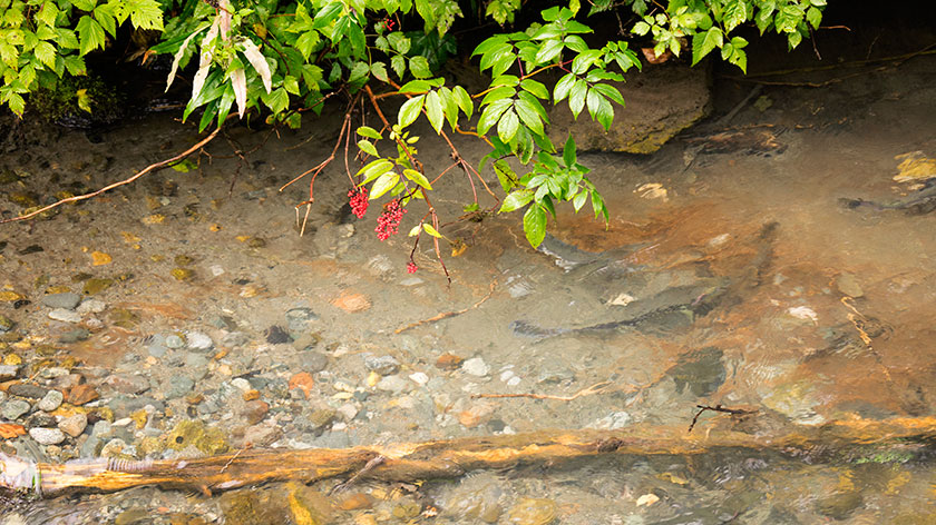 Salmon Spawning in Fish Creek