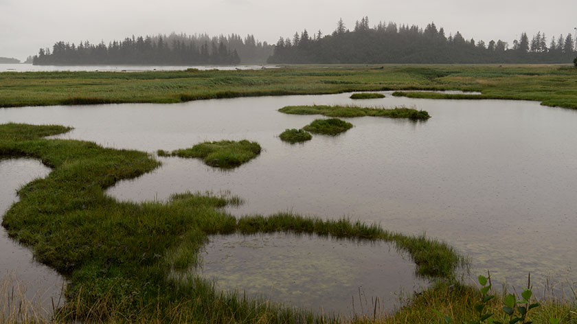 Glacial Bogs