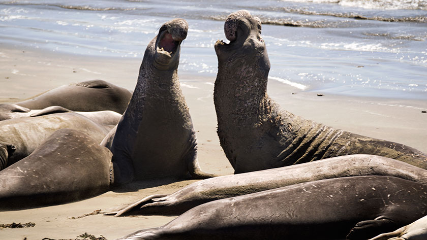 Elephant Seals at War