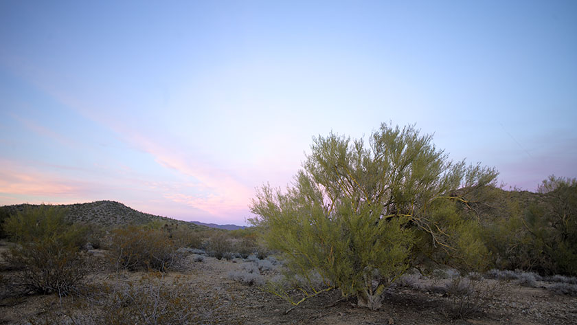 Merritt Pass Palo Verde