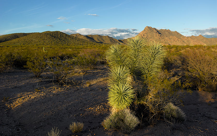 Date Creek Yucca