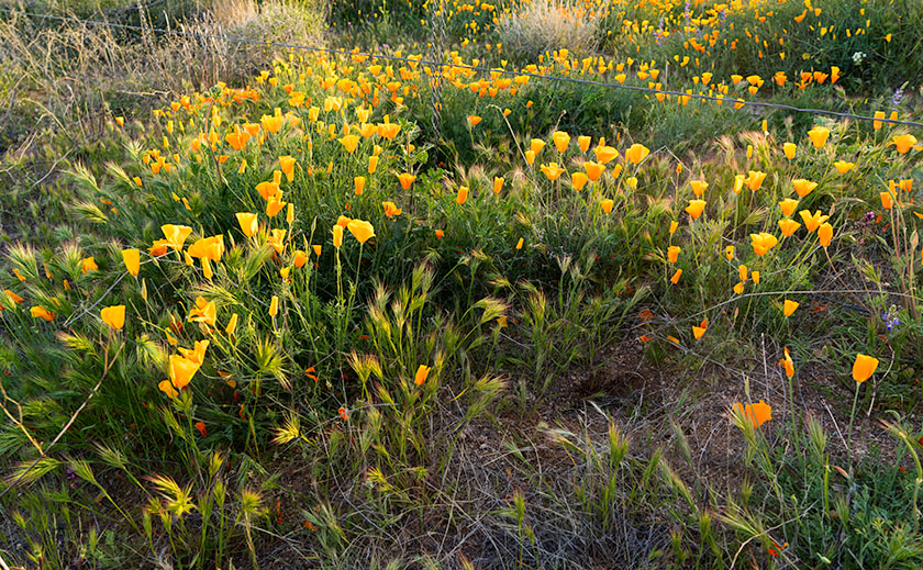 Fence Poppies