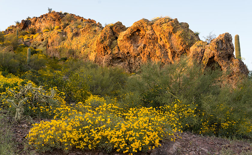 Lichen and Brittlebush