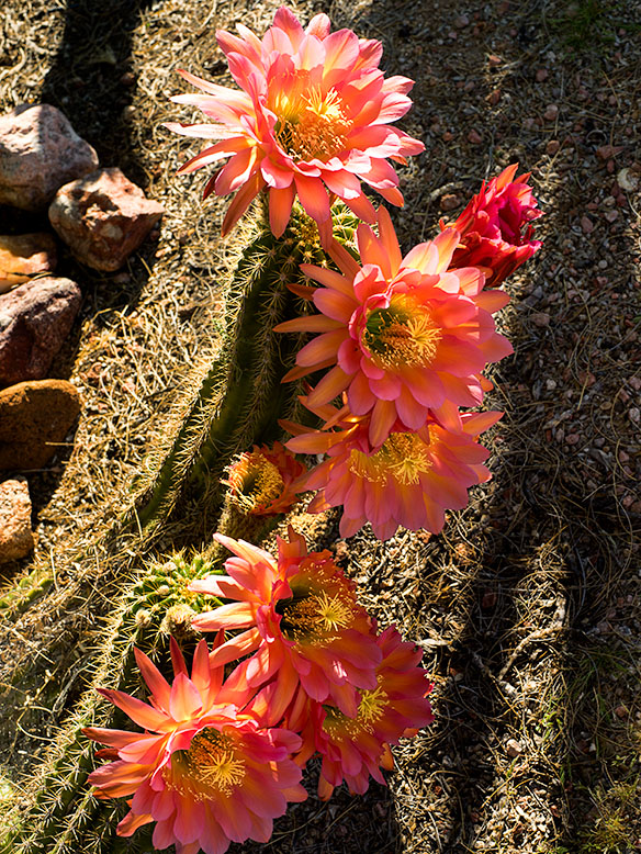 Coral Cactus Blossoms