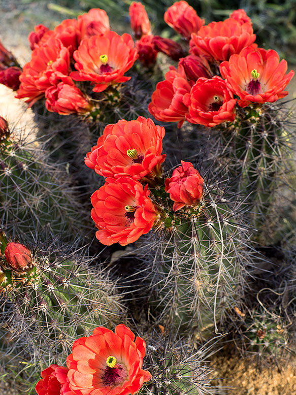 Claret Cup Cactus Flowers