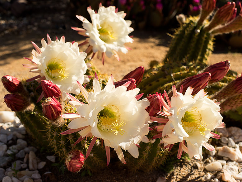 White Argentine Cactus Blossoms