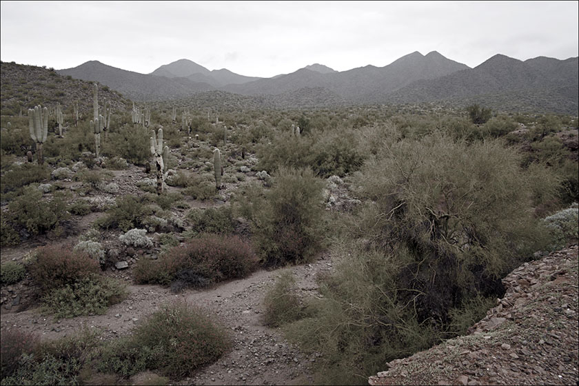 The McDowell Mountains