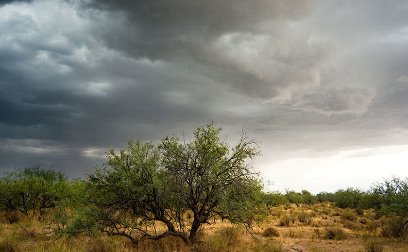 Mesquite and Monsoon