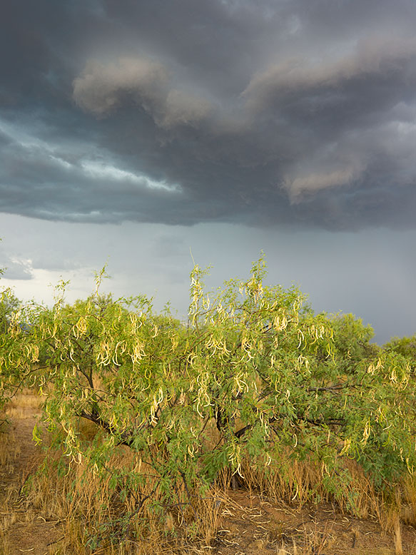 Mesquite Pods