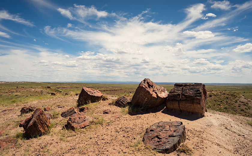 Petrified Logs