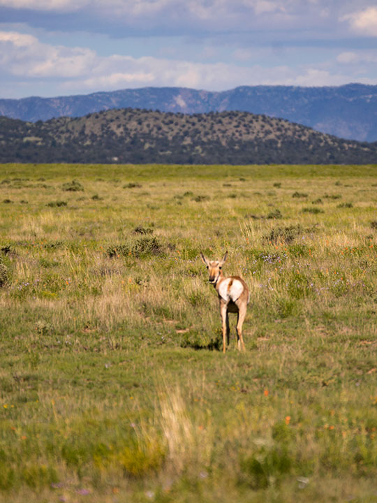 Pronghorn Antelope