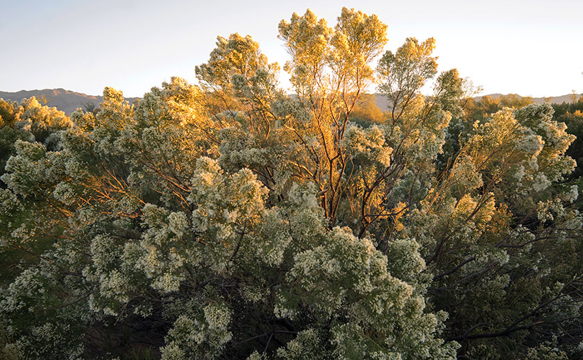 Desert Broom In Bloom