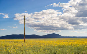 Yellow Field