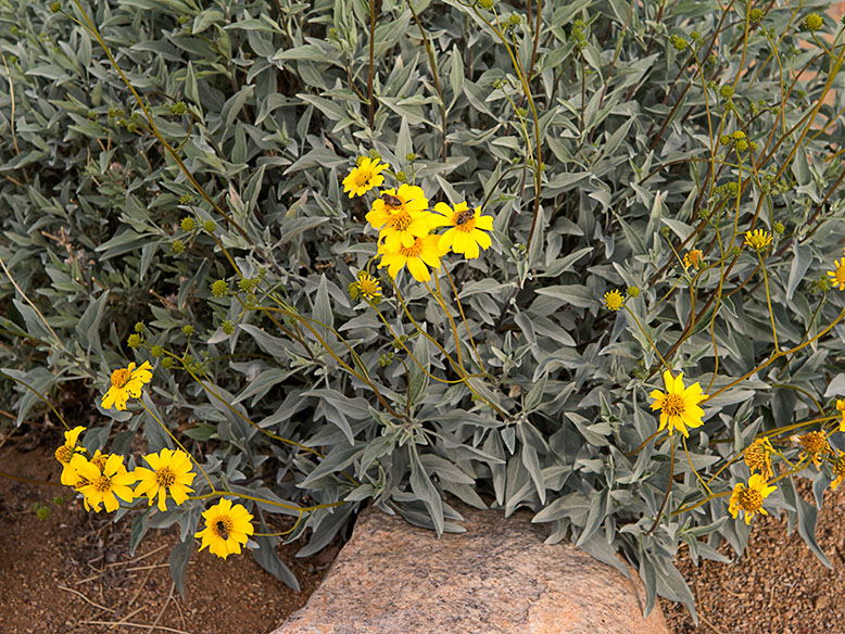 Brittlebush in January