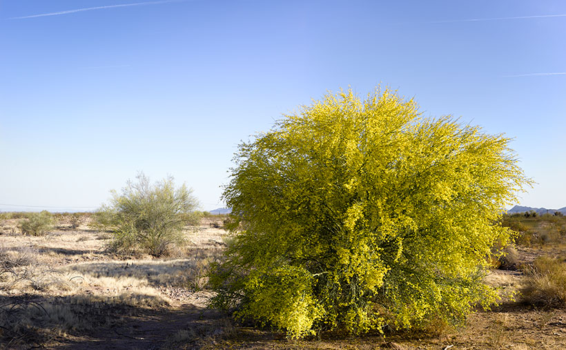 Blooming Palo Verde