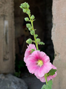 Art and Flowers